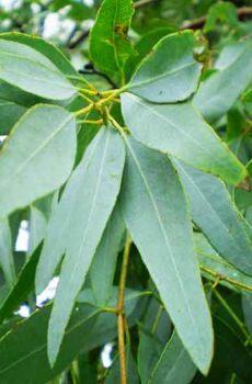 Eucalyptus (Eucalyptus globulus) 80/85%