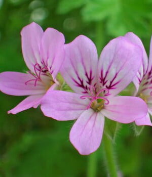 Geranium pelargonium graveolens Essential Oil
