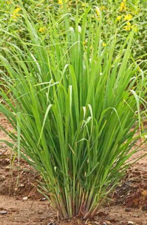 Lemongrass Organic - (Cymbopogon flexuosus)