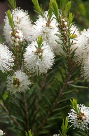 Tea Tree (Melaleuca alternifolia)