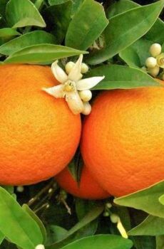 Orange (Sweet) Organic (Citrus sinensis)