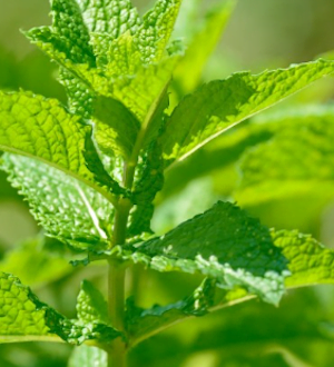 Peppermint Japanese (Mentha arvensis)