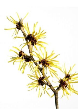 Witch Hazel Distillate - (hammamelis virginiana) - Alcohol Free