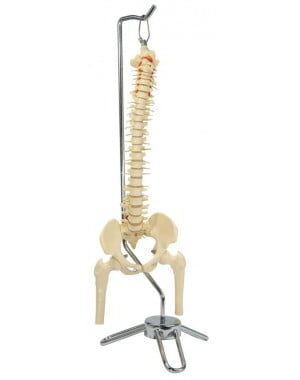 Vertebral Column Model