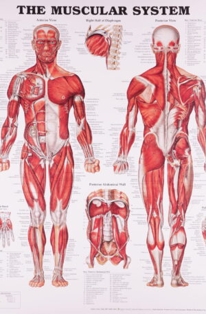 Muscular System Anatomical Chart