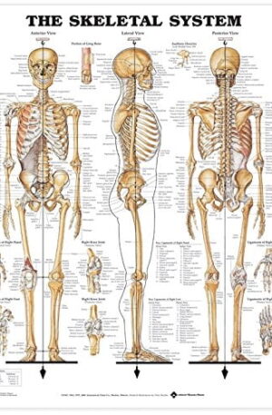 The Skeletal System Chart