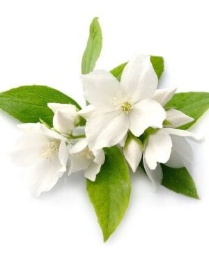 Jasmine Grandiflorum Essential Oil