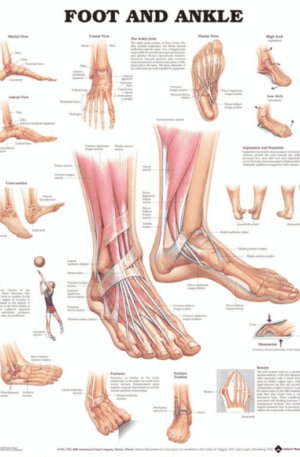 Foot and Ankle Anatomical Chart