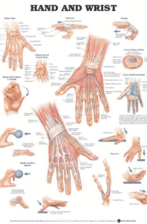 Hand and Wrist Chart