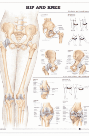 Hip and Knee Chart
