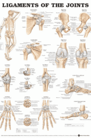 Ligaments of the Joints Anatomical Chart