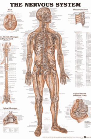 Nervous system wall chart