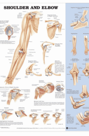 Shoulder and Elbow Anatomical Chart