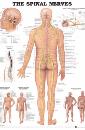 Spinal Nerves Anatomical Chart